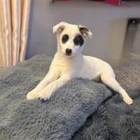 Zara sehr freundlich sucht Körbchen, Hündin zur Adoption