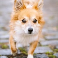 Chicolino süßer Zwerg sucht ein Zuhause, Hund zur Adoption