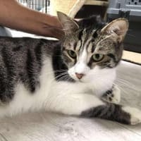 LENNY ❤, Kater zur Adoption
