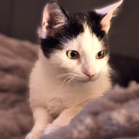 Snap, katers ter adoptie