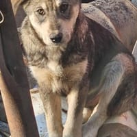 Tobi, freundlicher Junghund sucht dich, Hund zur Adoption