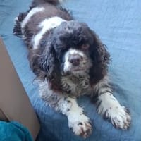 Oulala eine zauberhafte Hündin, Hündin zur Adoption