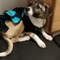 Karina - sanft und neugierig (C), Hündin zur Adoption