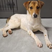 Tony sucht sein Für-immer-Zuhause (I), Hund zur Adoption