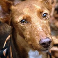 Rufo sucht eine Familie zum Liebhaben, Hund zur Adoption