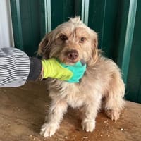 Bimbo - liebevoller Rüde, Hund zur Adoption