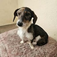 Rauhaardackel-Mix Twix, Hund zur Adoption