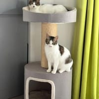 Maple & Sirup aus dem Tierschutz, Katze zur Adoption