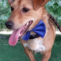 Flummy - Liebevoller kleiner Begleiter, Hund zur Adoption