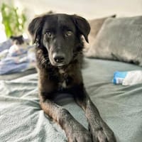 Tito  sensibler Kuschelfreund, Hund zur Adoption