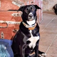 PLUMA-TOLLE LEBENSBEGLEITERIN, Hündin zur Adoption