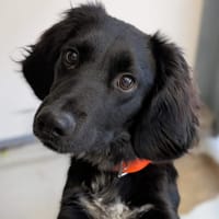 Vagabond, chien à adopter