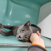 BALTO, chat à adopter