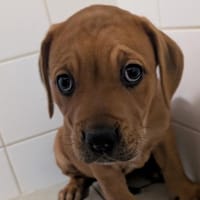 Billie, chienne à adopter