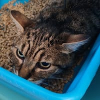 MINOUDIO, chat à adopter