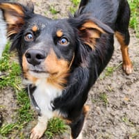 NECKER, chien à adopter