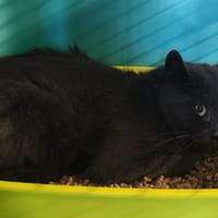 PONGO, chat à adopter