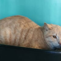 JOSHUA, chat à adopter