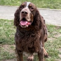 O'joe CAA14631, chien à adopter