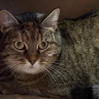 ESCADA, chatte à adopter