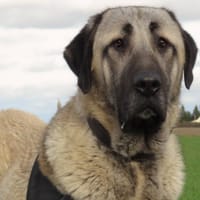 OSCAR, chien à adopter