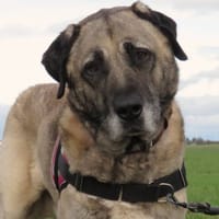 PHENIX, chien à adopter