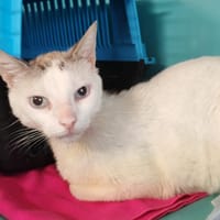 COCO, chat à adopter