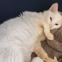 SVINA, chatte à adopter