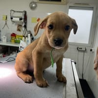 Aiko, chien à adopter