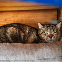 Léo, chat à adopter