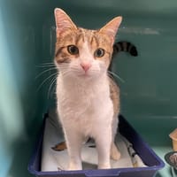 GUYZMO, chat à adopter