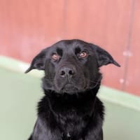 BOB, chien à adopter