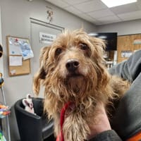 POUIC, chien à adopter