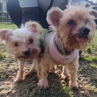 PAA24062 JUNIOR, chien à adopter