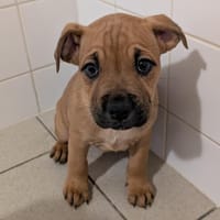 Origami, chienne à adopter