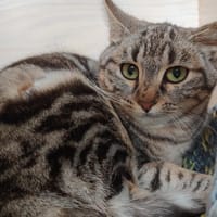 ISEULT CHA, chatte à adopter