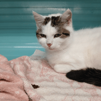 AZALISE, chatte à adopter