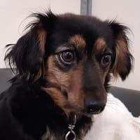 Diana, chienne à adopter