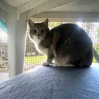 Whaou, chatte à adopter