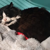 OSLO, chat à adopter