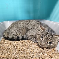 PIXEL, chat à adopter