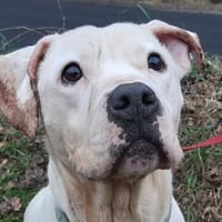 Oupsy, chienne à adopter