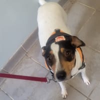 Abba, chienne à adopter