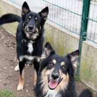 Thor CAA14633, chien à adopter