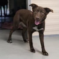 MAYA, chienne à adopter