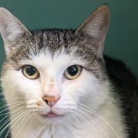 HOSSEGOR QCT, chatte à adopter