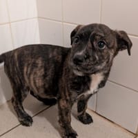 Athena, chienne à adopter