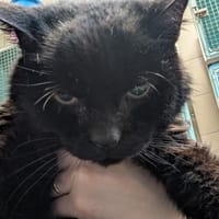 TOFINO QCT, chat à adopter