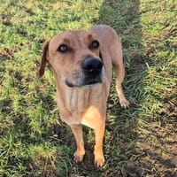 RENEE, chienne à adopter