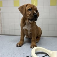 Potter, chien à adopter